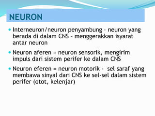 NEURON
 Interneuron/neuron penyambung – neuron yang
berada di dalam CNS – menggerakkan isyarat
antar neuron
 Neuron aferen = neuron sensorik, mengirim
impuls dari sistem perifer ke dalam CNS
 Neuron eferen = neuron motorik - sel saraf yang
membawa sinyal dari CNS ke sel-sel dalam sistem
perifer (otot, kelenjar)
 