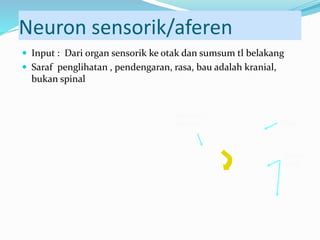 Spinal
Cord
Brain
Sensory
Neuron
Neuron sensorik/aferen
 Input : Dari organ sensorik ke otak dan sumsum tl belakang
 Saraf penglihatan , pendengaran, rasa, bau adalah kranial,
bukan spinal
 