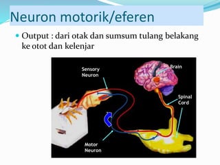 Spinal
Cord
Brain
Sensory
Neuron
Motor
Neuron
Neuron motorik/eferen
 Output : dari otak dan sumsum tulang belakang
ke otot dan kelenjar
 