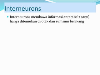 Interneurons
 Interneurons membawa informasi antara sel2 saraf,
hanya ditemukan di otak dan sumsum belakang
 