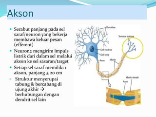 Akson
 Serabut panjang pada sel
saraf/neuron yang bekerja
membawa keluar pesan
(efferent)
 Neuron2 mengirim impuls
listrik dari dalam sel melalui
akson ke sel sasaran/target
 Setiap sel saraf memiliki 1
akson, panjang + 20 cm
• Struktur menyerupai
tabung & bercabang di
ujung akhir 
berhubungan dengan
dendrit sel lain
 