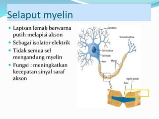 Selaput myelin
 Lapisan lemak berwarna
putih melapisi akson
 Sebagai isolator elektrik
 Tidak semua sel
mengandung myelin
 Fungsi : meningkatkan
kecepatan sinyal saraf
akson
 