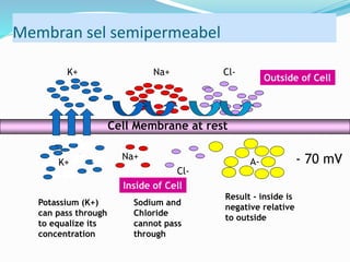 Membran sel semipermeabel
Cell Membrane at rest
Na+ Cl-K+
Na+
Cl-
K+ A-
Outside of Cell
Inside of Cell
Potassium (K+)
can pass through
to equalize its
concentration
Sodium and
Chloride
cannot pass
through
Result - inside is
negative relative
to outside
- 70 mV
 