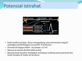 Potensial istirahat
 Pada kondisi istirahat, akson mengandung cairan bermuatan negatif,
sedangkan disekelilingnya ion positif  polarisasi
 Potensial di bagian dalam -65 sampai -70 mV
 Muatan ke daerah dendrit lebih positif
 Jika potensial istirahat meningkat melampaui ambang suatu potensial aksi
mulai berjalan dr badan sel ke akson
 