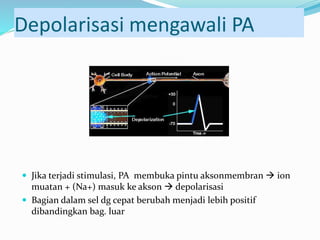 Depolarisasi mengawali PA
 Jika terjadi stimulasi, PA membuka pintu aksonmembran  ion
muatan + (Na+) masuk ke akson  depolarisasi
 Bagian dalam sel dg cepat berubah menjadi lebih positif
dibandingkan bag. luar
 