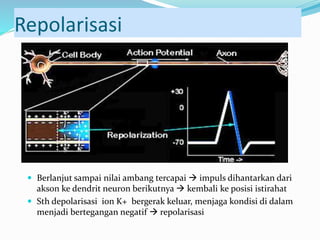 Repolarisasi
 Berlanjut sampai nilai ambang tercapai  impuls dihantarkan dari
akson ke dendrit neuron berikutnya  kembali ke posisi istirahat
 Sth depolarisasi ion K+ bergerak keluar, menjaga kondisi di dalam
menjadi bertegangan negatif  repolarisasi
 