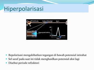 Hiperpolarisasi
 Repolarisasi mengakibatkan tegangan di bawah potensial istirahat
 Sel saraf pada saat ini tidak menghasilkan potensial aksi lagi
 Disebut periode refraktori
 
