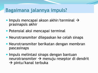 Bagaimana jalannya impuls?
 Impuls mencapai akson akhir/terminal 
prasinapsis akhir
 Potensial aksi mencapai terminal
 Neurotransmiter dilepaskan ke celah sinaps
 Neurotransmiter berikatan dengan membran
pascasinaps
 Impuls melintasi sinaps dengan bantuan
neurotransmiter  menuju reseptor di dendrit
 pintu/kanal terbuka
 