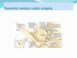 Transmisi melalui celah sinapsis
 