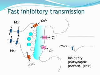 Fast inhibitory transmission
Na+
Na+
Ca2+
Ca2+
Cl-
Cl-
-70mV
Inhibitory
postsynaptic
potential (IPSP)
 