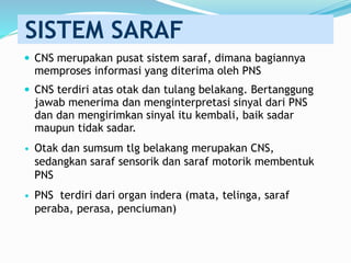 SISTEM SARAF
 CNS merupakan pusat sistem saraf, dimana bagiannya
memproses informasi yang diterima oleh PNS
 CNS terdiri atas otak dan tulang belakang. Bertanggung
jawab menerima dan menginterpretasi sinyal dari PNS
dan dan mengirimkan sinyal itu kembali, baik sadar
maupun tidak sadar.
• Otak dan sumsum tlg belakang merupakan CNS,
sedangkan saraf sensorik dan saraf motorik membentuk
PNS
• PNS terdiri dari organ indera (mata, telinga, saraf
peraba, perasa, penciuman)
 