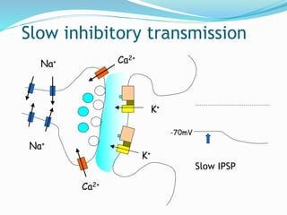 Slow inhibitory transmission
Na+
Na+
Ca2+
Ca2+
-70mV
Slow IPSP
K+
K+
 
