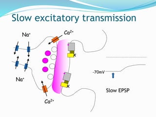 Slow excitatory transmission
Na+
Na+
Ca2+
Ca2+
-70mV
Slow EPSP
x
x
 