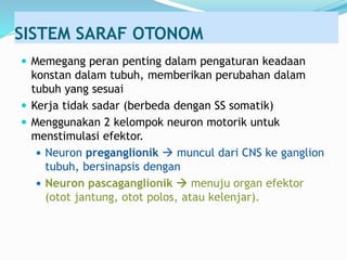SISTEM SARAF OTONOM
 Memegang peran penting dalam pengaturan keadaan
konstan dalam tubuh, memberikan perubahan dalam
tubuh yang sesuai
 Kerja tidak sadar (berbeda dengan SS somatik)
 Menggunakan 2 kelompok neuron motorik untuk
menstimulasi efektor.
 Neuron preganglionik  muncul dari CNS ke ganglion
tubuh, bersinapsis dengan
 Neuron pascaganglionik  menuju organ efektor
(otot jantung, otot polos, atau kelenjar).
 