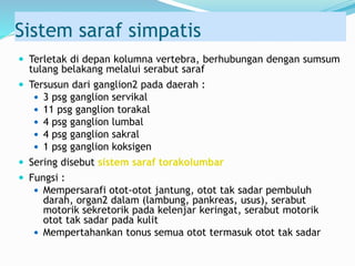 Sistem saraf simpatis
 Terletak di depan kolumna vertebra, berhubungan dengan sumsum
tulang belakang melalui serabut saraf
 Tersusun dari ganglion2 pada daerah :
 3 psg ganglion servikal
 11 psg ganglion torakal
 4 psg ganglion lumbal
 4 psg ganglion sakral
 1 psg ganglion koksigen
 Sering disebut sistem saraf torakolumbar
 Fungsi :
 Mempersarafi otot-otot jantung, otot tak sadar pembuluh
darah, organ2 dalam (lambung, pankreas, usus), serabut
motorik sekretorik pada kelenjar keringat, serabut motorik
otot tak sadar pada kulit
 Mempertahankan tonus semua otot termasuk otot tak sadar
 