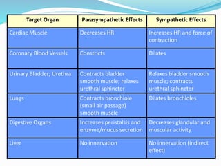 Target Organ Parasympathetic Effects Sympathetic Effects
Cardiac Muscle Decreases HR Increases HR and force of
contraction
Coronary Blood Vessels Constricts Dilates
Urinary Bladder; Urethra Contracts bladder
smooth muscle; relaxes
urethral sphincter
Relaxes bladder smooth
muscle; contracts
urethral sphincter
Lungs Contracts bronchiole
(small air passage)
smooth muscle
Dilates bronchioles
Digestive Organs Increases peristalsis and
enzyme/mucus secretion
Decreases glandular and
muscular activity
Liver No innervation No innervation (indirect
effect)
 
