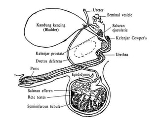 Anatomi reproduksi jantan dan betina pada sapi dan babi | PPT