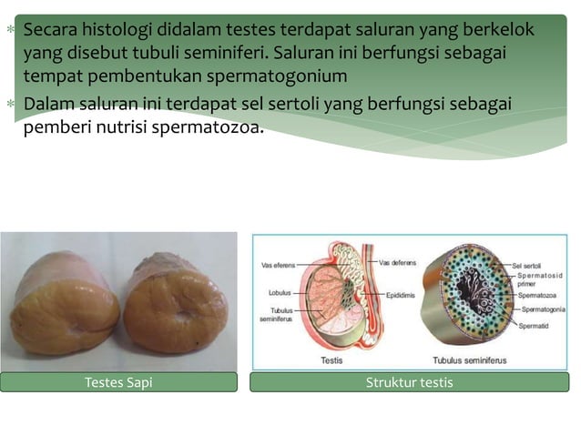Anatomi reproduksi jantan dan betina pada sapi dan babi