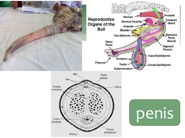 Anatomi reproduksi jantan dan betina pada sapi dan babi