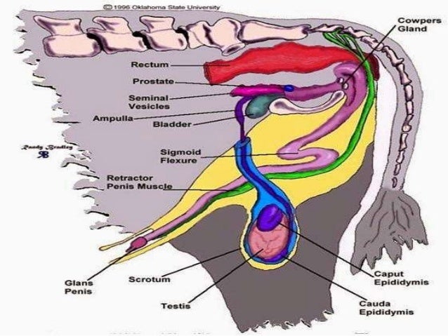 Anatomi reproduksi jantan dan betina pada sapi dan babi