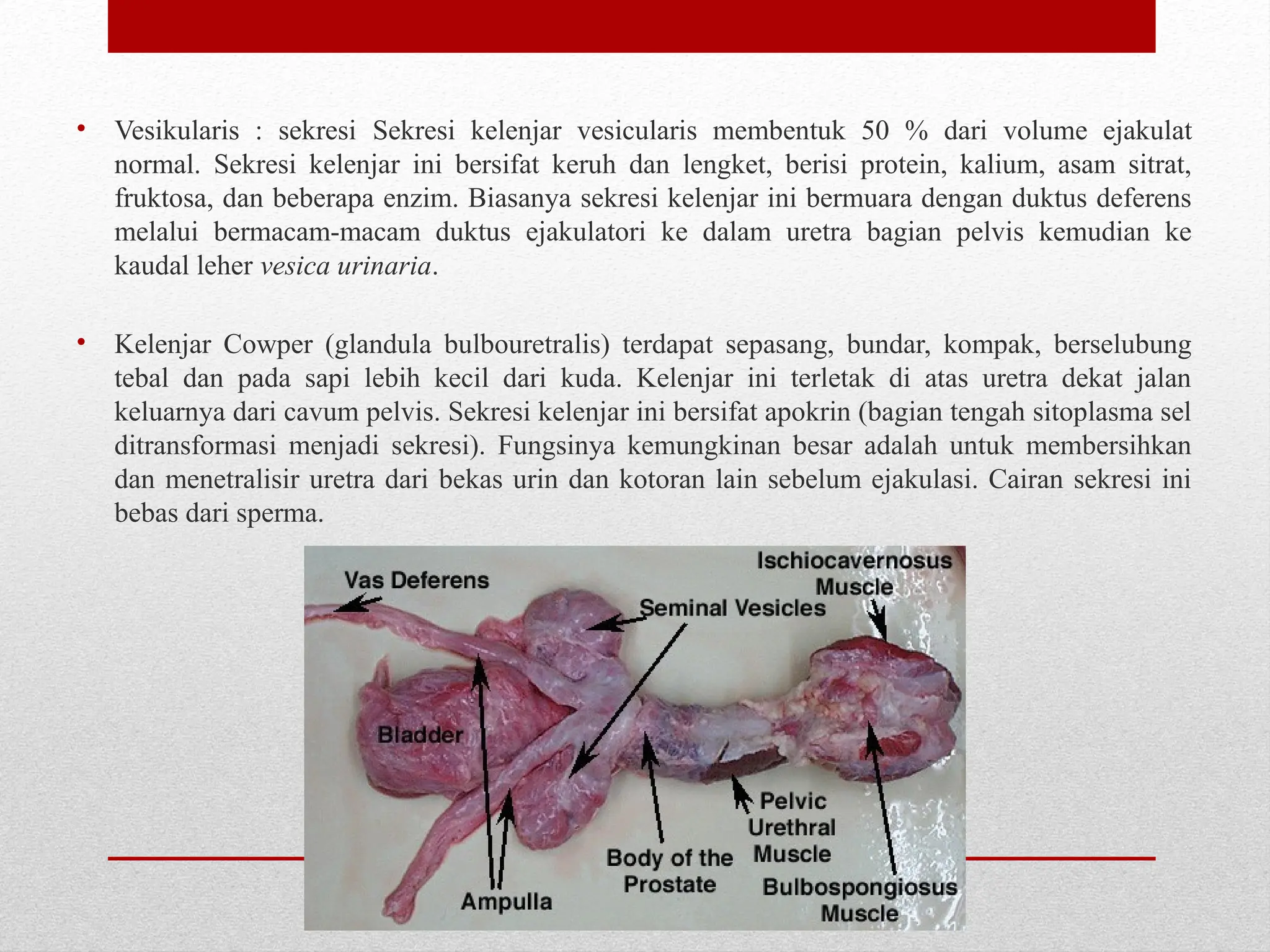 Sapi Ruminansia ANATOMI REPRODUKSI TERNAK RUMINANSIA DAN NON RUMINANSIA | PPTX