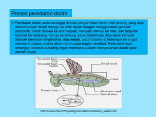 Proses peredaran darah
 Peredaran darah pada serangga dimulai pengambilan darah oleh jantung yang akan
  memompakan darah menuju ke arah depan dengan menggunakan gerakan
  peristaltik. Darah dibawa ke arah kepala, mengalir menuju ke otak, dan berputar
  kembali ke belakang menuju ke jantung untuk diambil dan digunakan kembali.
  Sebuah membran longitudinal, atau septa, pada tonjolan di beberapa serangga
  membantu dalam proses aliran darah pada bagian tersebut. Pada beberapa
  serangga, thoracic pulsating organ membantu dalam mengedarkan darah pada
  daerah sayap.




                 Http://insects.free.fr/Physiology/Circulation/circulatory_system.htm
 