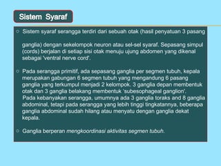 o Sistem syaraf serangga terdiri dari sebuah otak (hasil penyatuan 3 pasang

  ganglia) dengan sekelompok neuron atau sel-sel syaraf. Sepasang simpul
  (cords) berjalan di setiap sisi otak menuju ujung abdomen yang dikenal
  sebagai 'ventral nerve cord'.

o Pada serangga primitif, ada sepasang ganglia per segmen tubuh, kepala
  merupakan gabungan 6 segmen tubuh yang mengandung 6 pasang
  ganglia yang terkumpul menjadi 2 kelompok. 3 ganglia depan membentuk
  otak dan 3 ganglia belakang membentuk ‘subesophageal ganglion'.
  Pada kebanyakan serangga, umumnya ada 3 ganglia toraks and 8 ganglia
  abdominal, tetapi pada serangga yang lebih tinggi tingkatannya, beberapa
  ganglia abdominal sudah hilang atau menyatu dengan ganglia dekat
  kepala.

o Ganglia berperan mengkoordinasi aktivitas segmen tubuh.
 