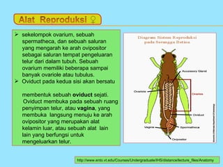  sekelompok ovarium, sebuah
  spermatheca, dan sebuah saluran
  yang mengarah ke arah ovipositor
  sebagai saluran tempat pengeluaran
  telur dari dalam tubuh. Sebuah
  ovarium memiliki beberapa sampai
  banyak ovariole atau tubulus.
 Oviduct pada kedua sisi akan bersatu

  membentuk sebuah oviduct sejati.
   Oviduct membuka pada sebuah ruang
  penyimpan telur, atau vagina, yang
  membuka langsung menuju ke arah
  ovipositor yang merupakan alat
  kelamin luar, atau sebuah alat lain
  lain yang berfungsi untuk
  mengeluarkan telur.


                       http://www.ento.vt.edu/Courses/Undergraduate/IHS/distance/lecture_files/Anatomy
 