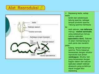  Sepasang testis, setiap
                                          testis
                                              terdiri dari sekelompok
                                              tabung sperma, sebagai
     testis                                   tempat produksi sperma.
                                              Tabung sperma membuka
Kelenjar asesori                          ke
                                              arah saluran, vas deferens,
 Vesikel seminalis                            menuju vesikel seminalis
                                              yang selanjutnya menuju
  Aedeagus (organ kopulasi)                   saluran ejakulasi
                                             (ejaculatory duct). Saluran
   Vas               Kelenjar asesori
                                              ini akan membentang ke
   deferens                                   arah penis dan berakhir
                                          pada
                                              lubang tempat keluarnya
                                              sperma. Penis biasanya
                                              berasosiasi dengan struktur
    testis         ductus ejaculatorius       reproduksi luar jantan
                                              (aedeagus). Struktur lain
                                              yang berasosiasi dengan
                                              bagian dalam dari saluran
                                              ejakulasi adalah kelenjar
                                              aksesoris yang jumlahnya
                                              dapat tunggal atau
                                              sepasang.
 