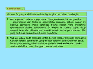 Menurut fungsinya, alat kelamin luar digolongkan ke dalam dua bagian :

1. Alat kopulasi, pada serangga jantan dipergunakan untuk menyalurkan
      spermatozoa dari testis ke spermateka serangga betina. Bagian ini
   disebut aedeagus. Pada serangga betina bagian yang menerima
   spermatozoa disebut spermateka. Di tempat ini sperma dapat hidup
   sampai lama dan dikeluarkan sewaktu-waktu untuk pembuahan. Alat
   yang berfungsi sama disebut bursa copulatrix.

2. Alat pelengkap, pada serangga jantan berupa klasper atau alat pemegang.
   Klasper berasal dari bagian yang disebut paramer dan bukan dari stilus.
   Tetapi pada serangga betina alat yang disebut ovipositor dan dipakai
   untuk meletakkan telur, dianggap berasal dari stilus.
 