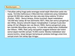 o Fekuditas paling tinggi pada serangga sosial sejati ditemukan pada ratu
  rayap, Termites bellicossus (=Macrotermes natalensis) yang meletakkan
  sampai 30.000 telur setiap hari dan rata-rata hidup selama 10 tahun
  (Fenton, 1952) . Semut tentara, Eciton burchelli, dapat meletakkan
  120.000 telur setiap 36 hari (Schneirla,1957). Ratu dari semut pengemudi
  dari Afrika, Dorylus wilverthi dapan menghasilkan 3 sampai 4 juta telur
  setiap 25 hari (Raigner dan van Boven,1955). Semut pengemudi yang
  lain memiliki fekunditas yang mirip, 1-2 juta telur setiap bulan (Holldobler
  dan Wilson, 1990). Ratu yang merupakan anggota terbesar dari koloni
  semut dapat memiliki sampai 15.000 ovariol. Mereka meletakkan telur
  secara kontinu, tetapi dengan kemampuan produksi tertinggi untuk lima
  sampai enam hari setiap tiga minggu.
 