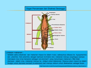 Organ Pencernaan dan Ekskresi Serangga




Lintasan makanan :
- Setelah saliva disekresi dan makanan masuk ke dalam mulut, selanjutnya dibawa ke hypopharinks
  dan pharinks. Dari pharinks, dengan bantuan kontraksi otot, makanan menuju esophagus sampai
  mencapai crop (crop berperan sebagai ‘pre-stomach’ yang menyimpan makanan). Bila tidak
  disimpan dalam crop, makanan menuju ke midgut untuk diabsorpsi. Sisanya akan masuk ke dalam
  hindgut untuk diproses kembali (re-absorpsi) dan menuju rektum untuk dikeluarkan sebagai feces.
                                         http://www.ento.vt.edu/Courses/Undergraduate/IHS/distance/lecture_files/Anatomy
 
