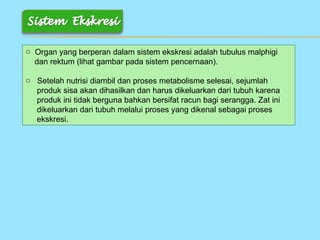 o Organ yang berperan dalam sistem ekskresi adalah tubulus malphigi
  dan rektum (lihat gambar pada sistem pencernaan).

o Setelah nutrisi diambil dan proses metabolisme selesai, sejumlah
  produk sisa akan dihasilkan dan harus dikeluarkan dari tubuh karena
  produk ini tidak berguna bahkan bersifat racun bagi serangga. Zat ini
  dikeluarkan dari tubuh melalui proses yang dikenal sebagai proses
  ekskresi.
 