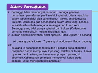  Serangga tidak mempunyai paru-paru, sebagai gantinya
  pernafasan pernafasan ‘pasif’ melalui spirakel. Udara masuk ke
  dalam tubuh melalui pipa yang disebut trakea, selanjutnya ke
  trakeola. Difusi gas-gas berlangsung dalam jarak yang pendek,
  ini salah satu sebab mengapa serangga berukuran kecil.
  Serangga yang tidak punya spirakel dan trakea (Collembola)
  bernafas melalui kulit melalui difusi gas- gas.
 Jumlah spirakel bervariasi antar spesies. Pada Diplura 11 pasang

    (4 pasang pada toraks, 7 pasang di abdomen). Pada capung
dan
  belalang 2 pasang pada toraks dan 8 pasang pada abdomen .
   Syrphidae hanya mempunyai 2 pasang, terletak di toraks. Larva
  nyamuk dan kumbang air hanya mempunyai 1 pasang di
  abdomen.Kebanyakan serangga mempunyai ‘katup’ pada
  spirakel untuk mencegah kehilangan air.
 