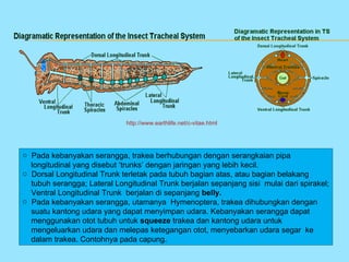 http://www.earthlife.net/c-vitae.html




o Pada kebanyakan serangga, trakea berhubungan dengan serangkaian pipa
  longitudinal yang disebut ‘trunks’ dengan jaringan yang lebih kecil.
o Dorsal Longitudinal Trunk terletak pada tubuh bagian atas, atau bagian belakang
  tubuh serangga; Lateral Longitudinal Trunk berjalan sepanjang sisi mulai dari spirakel;
  Ventral Longitudinal Trunk berjalan di sepanjang belly.
o Pada kebanyakan serangga, utamanya Hymenoptera, trakea dihubungkan dengan
  suatu kantong udara yang dapat menyimpan udara. Kebanyakan serangga dapat
  menggunakan otot tubuh untuk squeeze trakea dan kantong udara untuk
  mengeluarkan udara dan melepas ketegangan otot, menyebarkan udara segar ke
  dalam trakea. Contohnya pada capung.
 