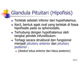 20-15
Glandula Pituitari (Hipofisis)
 Terletak sebelah inferior dari hypothalamus.
 Kecil, bentuk agak oval yang terletak di fossa
hipofisialis pada os sphenoidalis.
 Terhubung dengan hypothalamus oleh
tangkai pendek infundibulum.
 Terbagi secara struktural dan fungsional
menjadi pituitary anterior dan pituitary
posterior .
 (disebut lobus anterior dan lobus posterior)
 
