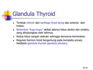 20-20
Glandula Thyroid
 Terletak inferior dari kartilago tiroid laring dan anterior dari
trakea.
 Berbentuk “kupu-kupu” akibat adanya lobus dextra dan sinistra,
yang dihubungkan oleh isthmus.
 Kedua lobus sangat vaskuler sehingga berwarna kemerahan.
 Regulasi hormon tiroid bergantung pada kompleks proses
feedback glandula thyroid–glandula pituitary.
 