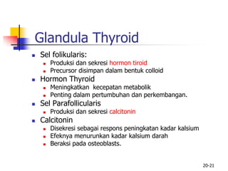 20-21
 Sel folikularis:
 Produksi dan sekresi hormon tiroid
 Precursor disimpan dalam bentuk colloid
 Hormon Thyroid
 Meningkatkan kecepatan metabolik
 Penting dalam pertumbuhan dan perkembangan.
 Sel Parafollicularis
 Produksi dan sekresi calcitonin
 Calcitonin
 Disekresi sebagai respons peningkatan kadar kalsium
 Efeknya menurunkan kadar kalsium darah
 Beraksi pada osteoblasts.
Glandula Thyroid
 