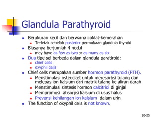 20-25
Glandula Parathyroid
 Berukuran kecil dan berwarna coklat-kemerahan
 Terletak sebelah posterior permukaan glandula thyroid
 Biasanya berjumlah 4 nodul
 may have as few as two or as many as six.
 Dua tipe sel berbeda dalam glandula paratiroid:
 chief cells
 oxyphil cells
 Chief cells merupakan sumber hormon parathyroid (PTH).
 Menstimulasi osteoclast untuk meresorbsi tulang dan
melepas ion kalsium dari matrik tulang ke aliran darah
 Menstimulasi sintesis hormon calcitriol di ginjal
 Mempromosi absorpsi kalsium di usus halus
 Prevensi kehilangan ion kalsium dalam urin
 The function of oxyphil cells is not known.
 