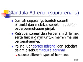 20-29
Glandula Adrenal (suprarenalis)
 Jumlah sepasang, bentuk seperti
piramid dan melekat sebelah superior
pada permukaaan ginjal.
 Retroperitoneal dan terbenam di lemak
serta fascia ginjal untuk meminimalisasi
pergerakannya.
 Paling luar cortex adrenal dan sebelah
dalam disebut medulla adrenal.
 secrete different types of hormones
 