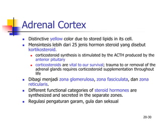 20-30
Adrenal Cortex
 Distinctive yellow color due to stored lipids in its cell.
 Mensintesis lebih dari 25 jenis hormon steroid yang disebut
kortikosteroid.
 corticosteroid synthesis is stimulated by the ACTH produced by the
anterior pituitary
 corticosteroids are vital to our survival; trauma to or removal of the
adrenal glands requires corticosteroid supplementation throughout
life
 Dibagi menjadi zona glomerulosa, zona fasciculata, dan zona
reticularis.
 Different functional categories of steroid hormones are
synthesized and secreted in the separate zones.
 Regulasi pengaturan garam, gula dan seksual
 
