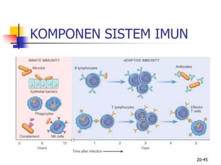 KOMPONEN SISTEM IMUN
20-45
 
