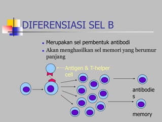 DIFERENSIASI SEL B
 Merupakan sel pembentuk antibodi
 Akan menghasilkan sel memori yang berumur
panjang
Antigen & T-helper
cell
memory
antibodie
s
 
