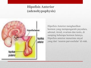 Hipofisis Anterior menghasilkan
hormon yang mempengaruhi payudara,
adrenal, tiroid, ovarium dan testis, di
samping beberapa hormon lainnya.
Hipofisis anterior menerima sinyal
yang dari ‘neuron parvoselular’ di otak.
Hipofisis Anterior
(adenohypophysis)
 