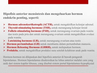Hipofisis anterior mensintesis dan mengeluarkan hormon
endokrin penting, seperti:
 Hormon adrenokortikotropik (ACTH), untuk mengaktifkan kelenjar adrenal.
 Thyroid-stimulating hormone (TSH), untuk merangsang kelenjar tiroid
 Follicle-stimulating hormone (FSH), untuk merangsang ovarium pada wanita
dan testis pada pria dan untuk merangsang ovarium untuk mengaktifkan ovulasi
pada wanita.
 Luteinizing hormone (LH), untuk merangsang ovarium atau testis
 Hormon pertumbuhan (GH) untuk membantu dalam pertumbuhan manusia.
 Hormon Releasing Hormone (GHRH), untuk melepaskan hormon.
 Prolaktin, untuk mengaktifkan produksi susu setelah kelahiran anak pada wanita.
Hormon-hormon ini dilepaskan dari hipofisis anterior di bawah pengaruh
hipotalamus. Hormon hipotalamus disekresikan ke lobus anterior melalui cara yang
unik dari sistem kapiler khusus, yang disebut sistem portal hipotalamus-hypophysial
 