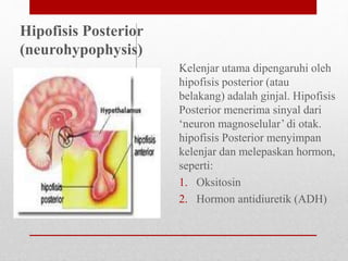 Kelenjar utama dipengaruhi oleh
hipofisis posterior (atau
belakang) adalah ginjal. Hipofisis
Posterior menerima sinyal dari
‘neuron magnoselular’ di otak.
hipofisis Posterior menyimpan
kelenjar dan melepaskan hormon,
seperti:
1. Oksitosin
2. Hormon antidiuretik (ADH)
Hipofisis Posterior
(neurohypophysis)
 