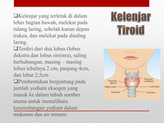 Kelenjar yang terletak di dalam
leher bagian bawah, melekat pada
tulang laring, sebelah kanan depan
trakea, dan melekat pada dinding
laring.
Terdiri dari dua lobus (lobus
dekstra dan lobus sinistra), saling
berhubungan, masing – masing
lobus tebalnya 2 cm, panjang 4cm,
dan lebar 2,5cm
Pembentukan bergantung pada
jumlah yodium eksogen yang
masuk ke dalam tubuh sumber
utama untuk memelihara
keseimbangan yodium dalam
makanan dan air minum.
 