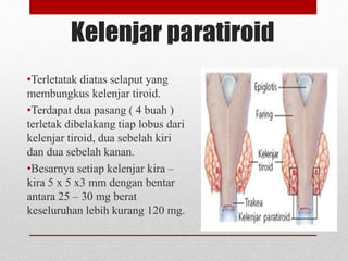 Kelenjar paratiroid
•Terletatak diatas selaput yang
membungkus kelenjar tiroid.
•Terdapat dua pasang ( 4 buah )
terletak dibelakang tiap lobus dari
kelenjar tiroid, dua sebelah kiri
dan dua sebelah kanan.
•Besarnya setiap kelenjar kira –
kira 5 x 5 x3 mm dengan bentar
antara 25 – 30 mg berat
keseluruhan lebih kurang 120 mg.
 