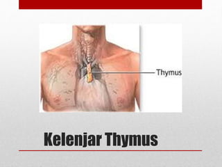 Kelenjar Thymus
 