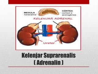 Kelenjar Suprarenalis
( Adrenalin )
 